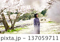 A woman looking at the cherry blossoms 137059711