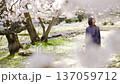 A woman looking at the cherry blossoms 137059712
