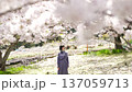 A woman looking at the cherry blossoms 137059713