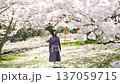 A woman looking at the cherry blossoms 137059715