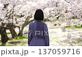 A woman looking at the cherry blossoms 137059716
