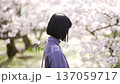 A woman looking at the cherry blossoms 137059717