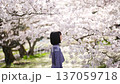 A woman looking at the cherry blossoms 137059718