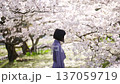A woman looking at the cherry blossoms 137059719
