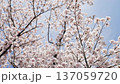 Cherry Blossoms	 137059720