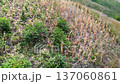 Dry cornfield ready for harvest, Aerial view of mature maize plants, Agricultural landscape with dry corn crops 137060861