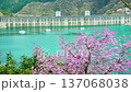 東京 奥多摩湖畔の桜（フィクス） 137068038