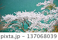 東京 奥多摩湖畔の桜　風に揺れる桜と光る湖面（フィクス） 137068039