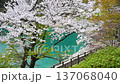 東京 奥多摩湖畔の桜　風に揺れる桜と光る湖面（フィクス） 137068040