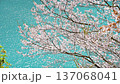 東京 奥多摩湖畔の桜　風に揺れる桜と光る湖面（フィクス） 137068041