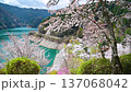 東京 奥多摩湖畔の桜（フィクス） 137068042