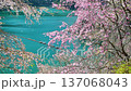東京 奥多摩湖畔の桜　風に舞い散るシダレザクラ（フィクス） 137068043