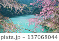 東京 奥多摩湖畔の桜　風に舞い散るシダレザクラ（フィクス） 137068044