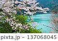 東京 奥多摩湖畔の桜　　風に揺れる桜（フィクス） 137068045