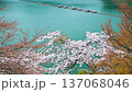 東京 奥多摩湖畔の桜　風に揺れる桜と光る湖面（フィクス） 137068046