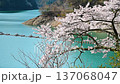 東京 奥多摩湖畔の桜　風に揺れる桜と光る湖面（フィクス） 137068047