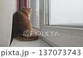 Cat sitting by the window watching the view on a cloudy day in a cozy room 137073743