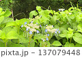 紫陽花 137079448