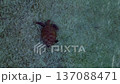 close up large wild sea turtle, shallow seabed. Perfect aerial view drone 137088471