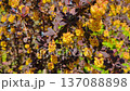 Yellow Flowers on Japanese Barberry Shrub Close-up 137088898