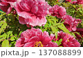 Close Up Pink Peony Garden Flowers Blossom 137088899