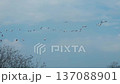 Migration of a flock of Snow Geese 137088901