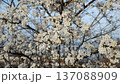 Cherry blossom tree close-up in peak bloom 137088909