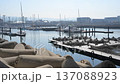 Scenery of yacht harbor 137088923