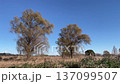 空っ風が吹きすさぶ北関東の野原と柳の大木 137099507