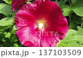 Close-up of a red mallow flower in full bloom. 137103509