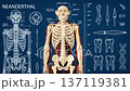 A 3D model of a Neanderthal is being created. The work shows detailed anatomy including bones, teeth, and size measurements in a lab environment with charts and diagrams. 137119381