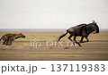 A hyena runs rapidly behind a wildebeest in an open area. The wildebeest runs fast to stay ahead. Dust rises from the ground as both animals move quickly through the dry landscape. 137119383