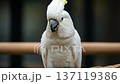 A white cockatoo spreads its crest while perched on a branch. The bird is in a natural environment, showcasing its behavior and interaction with its surroundings. 137119386