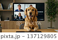 A cheerful golden retriever joins a video conference with colleagues. 137129805