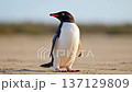 A striking gentoo penguin posing on sandy shores. 137129809