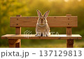 Adorable rabbit on a bench in a sunny park. 137129813
