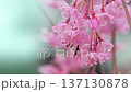 被雨淋濕的櫻花 137130878