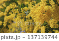 Mimosa acacia swaying in the wind 137139744