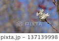 A bee lands on a flower in search of nectar against the backdrop of red and white plum blossoms and a blue sky 137139998