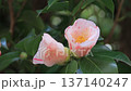 Two camellia flowers swaying in the spring breeze 137140247