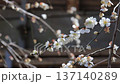 White plum blossoms blooming in a farm shed in the countryside 137140289