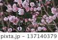 Pink plum blossoms blooming in a green forest 137140379