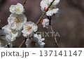 White plum blossoms blooming in the plum garden in the spring breeze 137141147