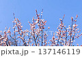 満開の白梅、井の頭公園 137146119