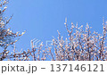 満開の白梅、井の頭公園 137146121