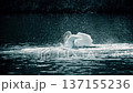 Mute swan beating water with wings on dark pond in slow motion 137155236