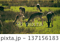 Fallow deer grazing in green Alpine meadow in France 137156183