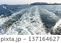 A Flock of Seagulls Following a Sailing Ferry on the Blue Sea 137164627