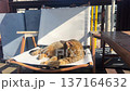 Tabby Cat Meticulously Grooming and Licking Its Fur on a Sunny Terrace 137164632