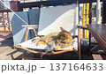 Cute Tabby Cat Playing with a Feather Toy on an Outdoor Terrace Chair 137164633